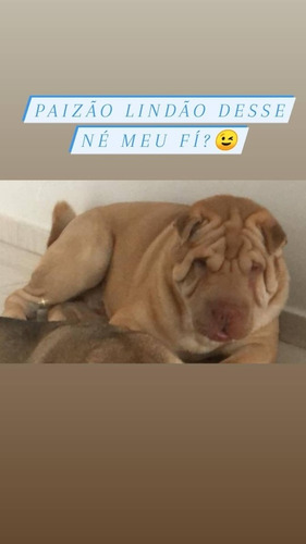 Filhote De Shar Pei