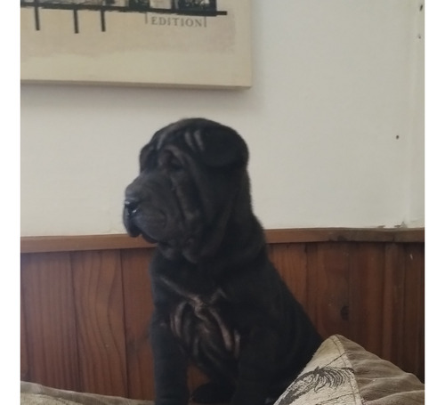 Shar Pei 