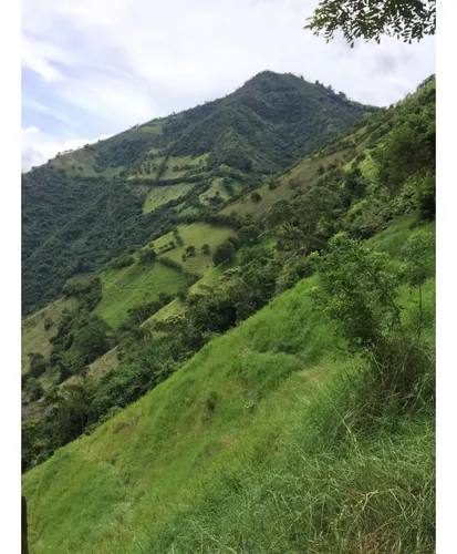 Venta Finca Productiva 132 Hectáreas Entre Pácora Y Salamina, Caldas