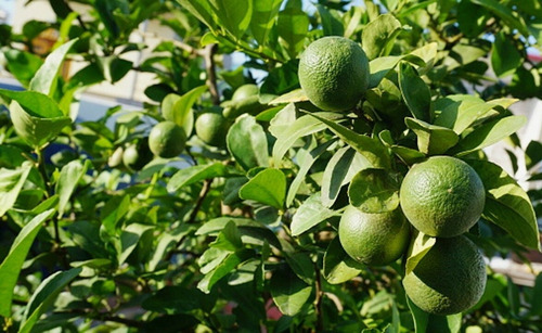 Arbol De Limon Criollo, Mas Semillas