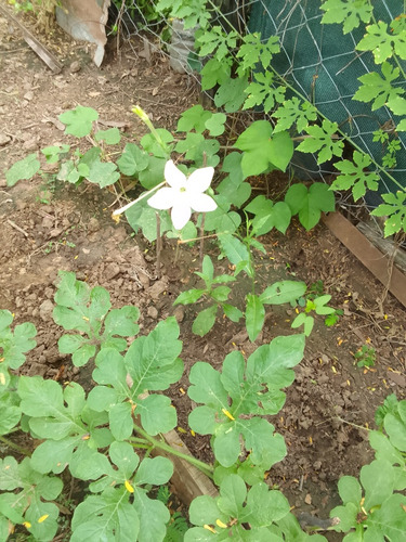 Semillas De Flor Silvestre Del Campo. Color Blanco.