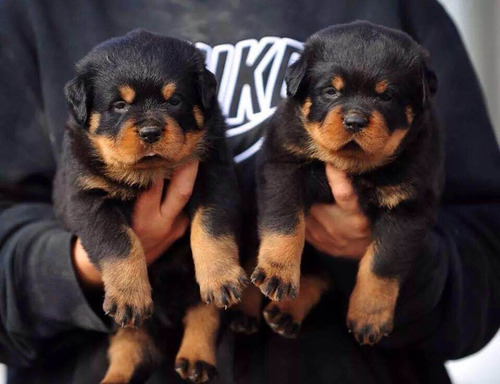 Criadero Imperial Pets  Rottweiler