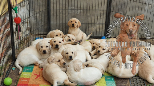 Labrador Con Libreta Sanitaria Al Dia, Garantia