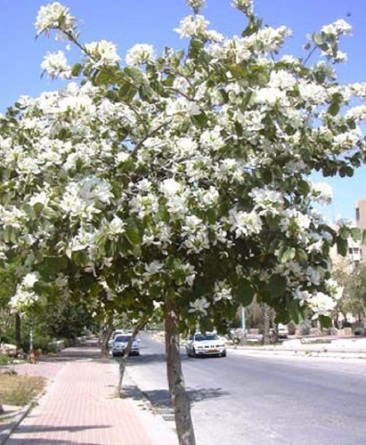 Árbol Pata De Vaca Envíos A Cualquier Punto Del País | MercadoLibre