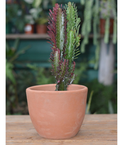 Euphorbia Trigona Rubra