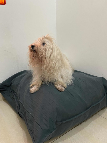 Imagen 1 de 8 de Almohadón Y Funda Tussur Para Mascotas Talle M