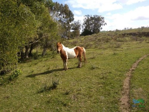 Imagen 17 de 24 de 5 Has Con Casa En Carape A Minutos De P. Edén Y Punta - Zona Rural Zona Rural