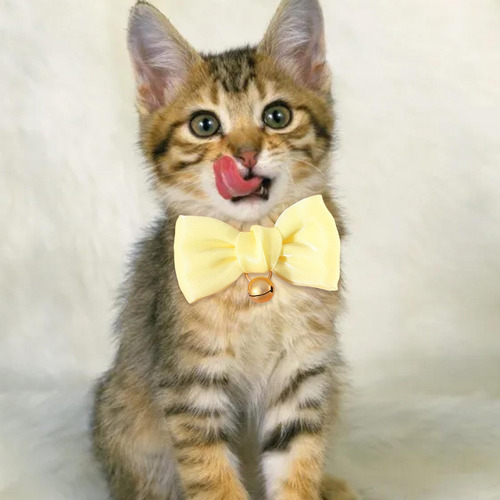 Collar Para Gatito Con Campana Collar Para Gato Pequeño Con