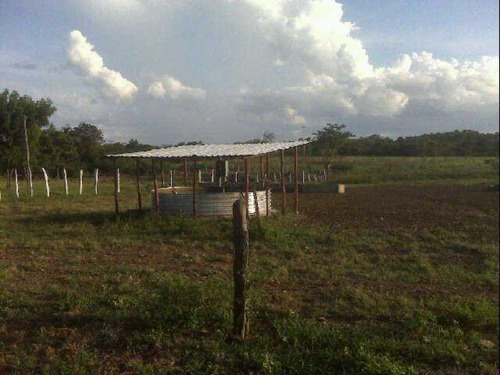 Imagen 3 de 25 de Finca De 400 Has En Sabana Grande De Orituco
