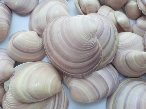 Caracol, Concha De Mar Mediana, Artesanía, Por 500 Grs