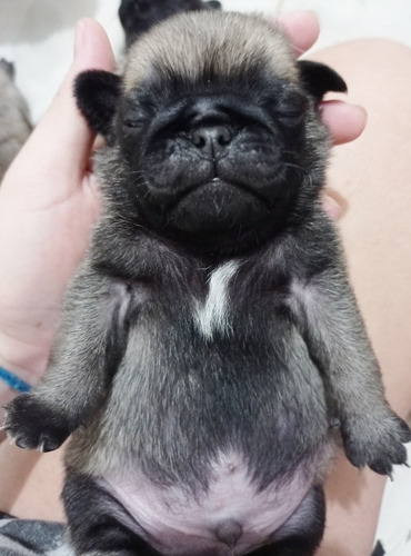 Filhotes Pug