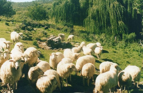 Imagen 18 de 22 de Traslasierra - Estancia Aguas Del Tala - Pueblo Ambul - Pampas Del Pocho - 383has Cercadas A La Venta En Una Zona De Crecimiento Constante - Mina Clavero - Cordoba