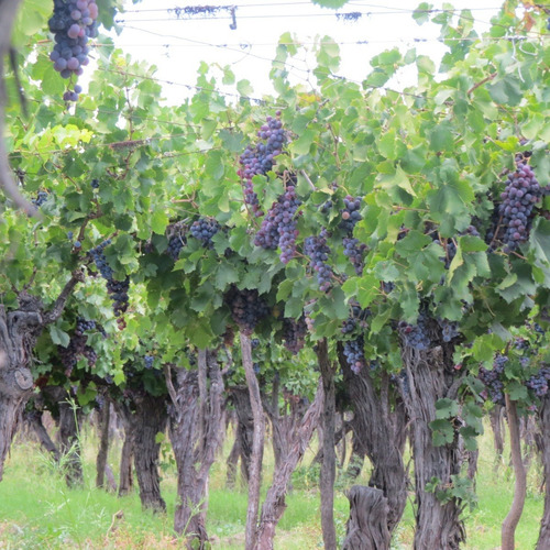 Imagen 6 de 10 de Vendo Finca 10 Ha - Viñedos De Excelente Produccion En Atuel Norte-san Rafael