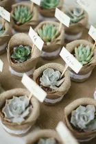Comprar Recuerdo Suculentas Personalizadas, Para Regalar A Invitados