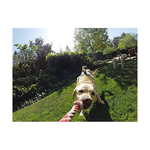 Gopro Fetch (arnés Del Perro) (gopro Monte Oficial)