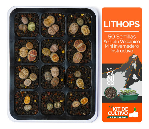 50 Semillas Lithops + Sustrato Volcánico + Mini Invernadero