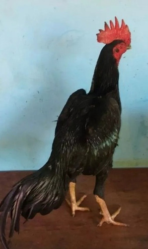 Imagem 4 de 5 de Ovos De Galos Indios Combatente