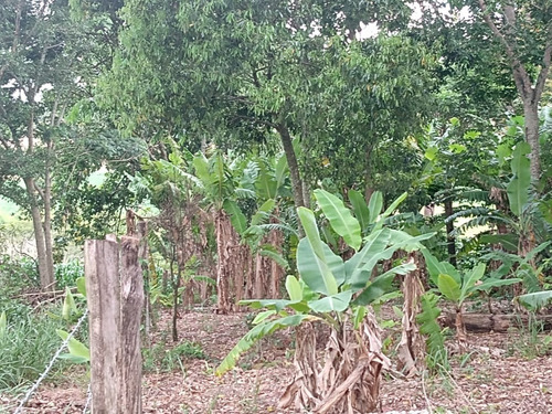 Imagem 20 de 30 de 14 Alqueires Região Angatuba Sp Com Casa Simples Bão Água Luz, Ótima Localização, 10 Km Angatuba Por Estrada Cascalhada Oportunidade... - St00037 - 68969916