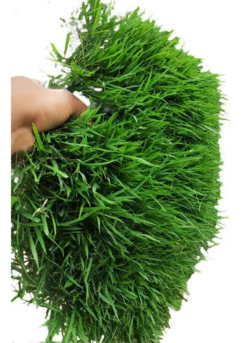 comprar Grama Esmeralda San Agustín - Jardinería Premium