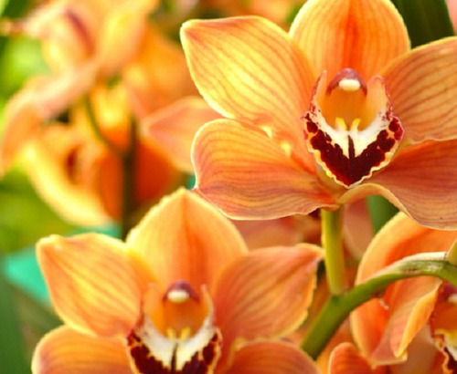 300 Semillas De Orquidea Naranja + Instructivo