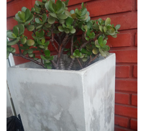 Plantas Varias Suculentas Arbol De Jade Planta Moneda.leer