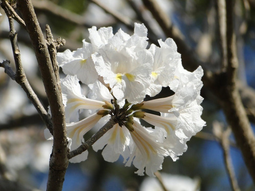 Muda Do Lindo Ipê Branco Com 80 Cm + Brinde