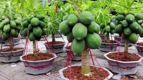100 Sementes Mamão Anão Do Amazonas Papaya Sementes Original