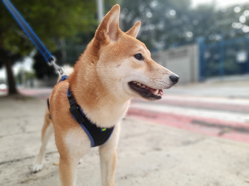 Imagem 4 de 5 de Passeador De Cães - Dog Walker