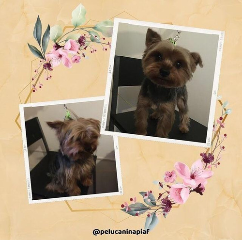 Imagen 2 de 12 de Peluquería Canina - Traslados Para Mascotas - Reiki Y Gemo.