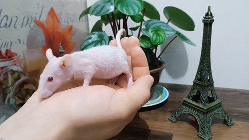 Filhotes De Rato Twister Hairless/pelado (sem Pelos)