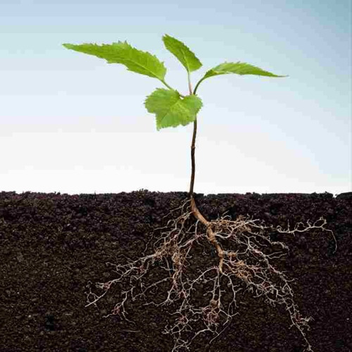 Fertilizante Bioestimulante Microlife Plantas Resistentes