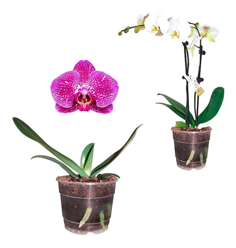 Maceta Orquídea Transparente 6 Teku Poppelmann 10 Piezas