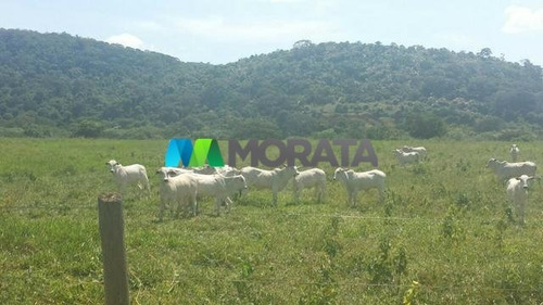 Imagem 4 de 5 de Fazenda - Zona Rural - Ref: 3514 - V-mta3514