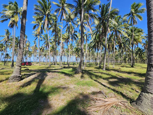 Terreno En Golfo De México, Playa Sol R/a Las Flores, Paraíso Tabasco