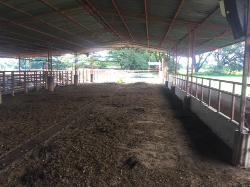 Imagen 22 de 24 de Finca En Barinas A Orilla De La Carretera