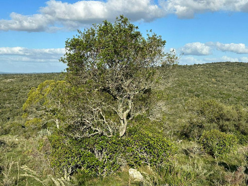 Oportunidad Chacras 5 Hectareas En Maldonado. Sierras De Aigua, Ruta 109. Con Arroyo, Cañadas, Monte Nativo.