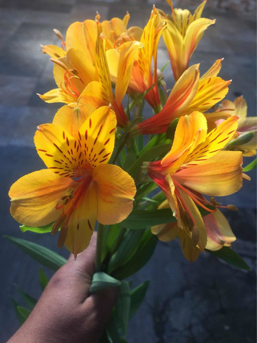 Rizoma De Alstroemeria, Varios Colores. Dos Rizomas Por $170