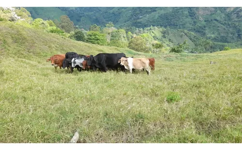 Se Vende Finca En Pijao Quindío