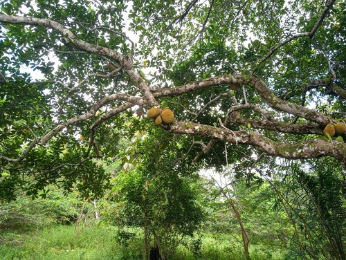 Imagem 3 de 8 de Chácara Em Mata De São João