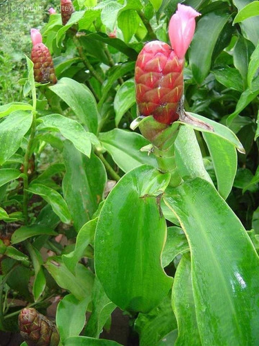 Muda De Cana De Macaco Cana Do Brejo 1 Unidade.