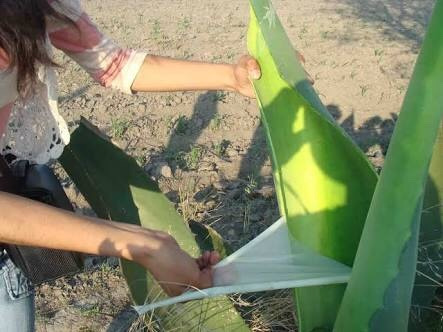 Mixiote (hoja Extraida Del Maguey) 1 Docena Incluye Receta