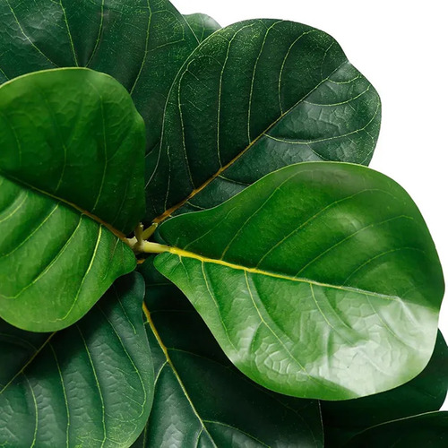 Ficus Lyrata Artificial Planta Permanente Decoração Sala Cor Verde