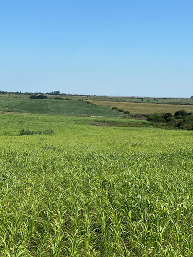 Campo Agrícola