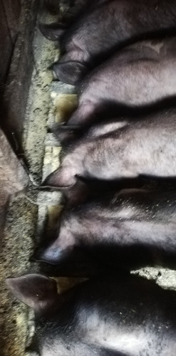 Venta De Lechones San Juan De Miraflores Panplona Alta