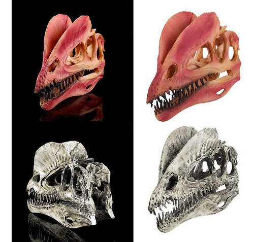 2 Piezas 1/3 Modelo De Resina Dilophosaurus Cráneo Fósil