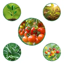 Comprar Kit De Fertilizantes Para La Siembra De Tomate Cherry