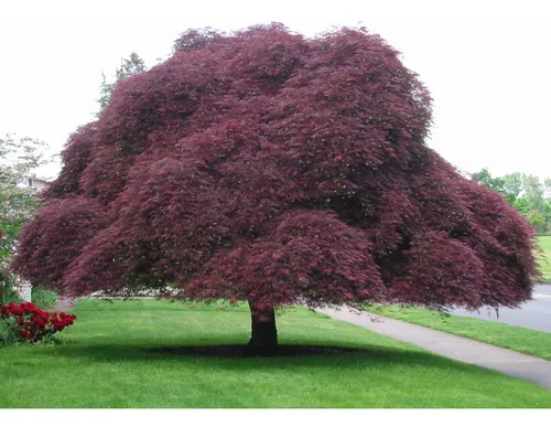 Acer Palmatum, Acer Inaba Shidare, Acer Colección 10lts