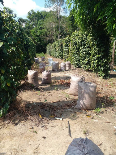 Imagem 6 de 14 de Vende-se Fazenda De 51 Alqueires Titulada