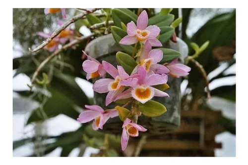 Muda De Orquidea Dendrobium Pendente Londigesii | Parcelamento sem juros