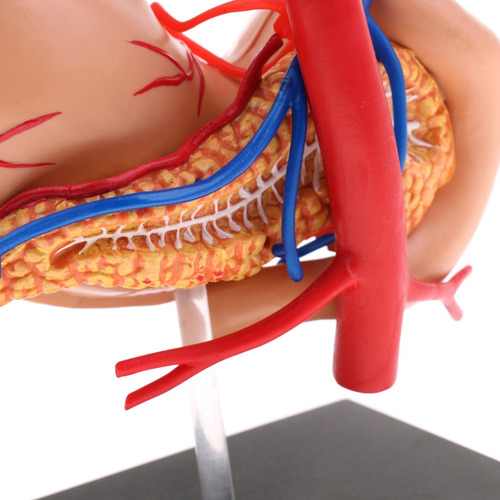 Imagem 6 de 8 de Pâncreas Humano Do Estômago 2: 3 Com Estudo De Anatomia Do